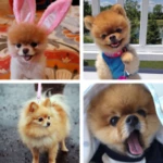 Logo of Pomeranian HD Wallpapers android Application 