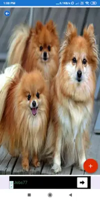 Pomeranian HD Wallpapers android App screenshot 1