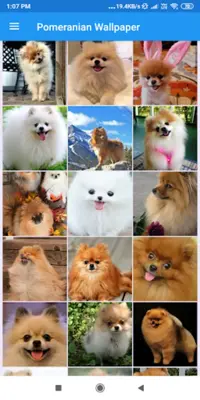 Pomeranian HD Wallpapers android App screenshot 4