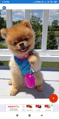 Pomeranian HD Wallpapers android App screenshot 5