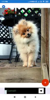 Pomeranian HD Wallpapers android App screenshot 6