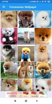 Pomeranian HD Wallpapers android App screenshot 7